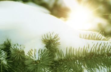 White snow on green spruce branch covered with bright rays of wi