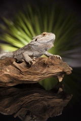 Agama bearded, pet on black background, reptile