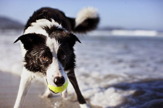 Dog holding a tennis ball in its mouth.