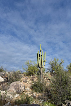Saguaro-Kaktus Carnegiea gigantea vor blauem Himmel mit leichter Bewoelkung in Arizona
