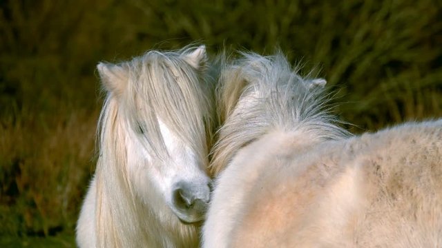 Ponies cutest animals