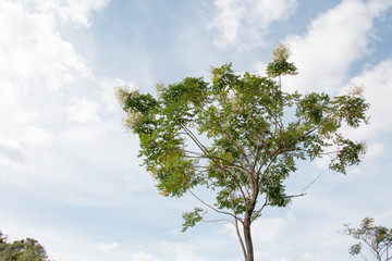 branch of tree and blue sky