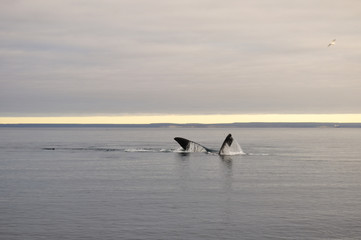 A whale on Doradillo beach in Peninsula Valdes, Argentine Patagonia