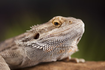 Lizard root, Bearded Dragon on black mirror background