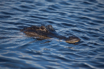 American alligator (A. mississippiensis)