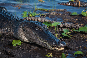 American alligator (A. mississippiensis)
