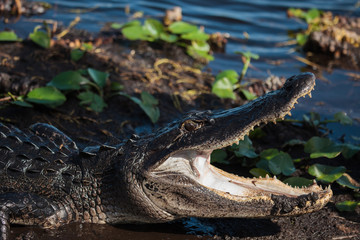 American alligator (A. mississippiensis)