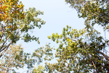 branch of tree and blue sky