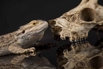 Animal Skull, Antlers, lizard  on black mirror background