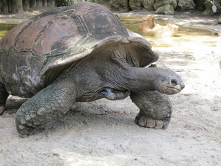 riesenschildkröte