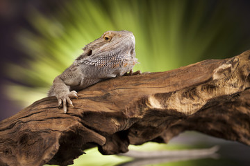 Agama bearded, pet on black background, reptile