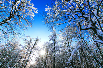 зимний лес в мороз