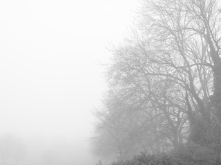 Fototapeta na wymiar Monochrome rural trees taken early winter foggy morning