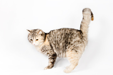 pedigreed furry spotted cat growls.