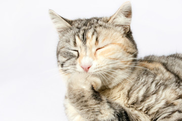 Naklejka na ściany i meble spotted cat sitting with eyes closed leaning on leg