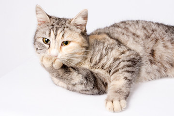 Spotted cat lying and licking his paw