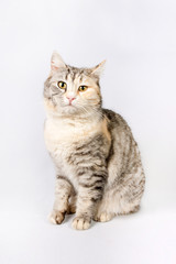 Fototapeta na wymiar pedigreed shorthair spotted cat sits.