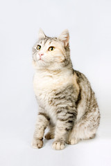 pedigreed shorthair spotted cat sits.