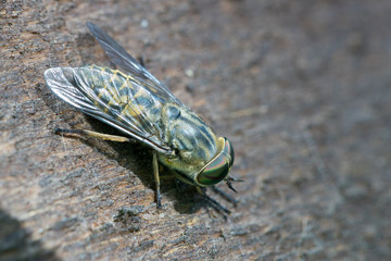 Large eyed flying insect.