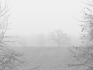 Monochrome rural trees taken early winter foggy morning