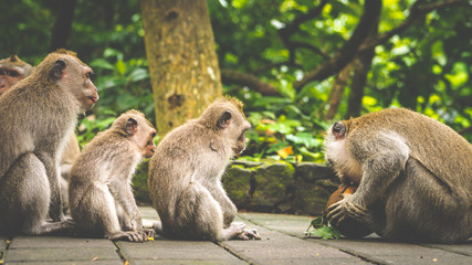 Opening Coconut, Long-tailed macaques, Macaca fascicularis, in Sacred Monkey Forest, Ubud, Indonesia