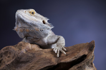 Agama bearded, pet on black background, reptile
