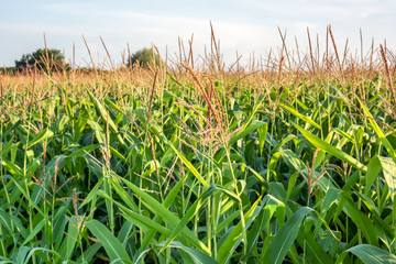 Fototapeta premium beautiful yellow golden corn flowers with green leaves against some green trees blue sky in sunshine, green corn field background, summer sunny wallpaper with green corn field