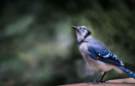 bluejay sitting on the railing of a cottage deck