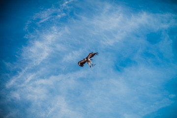 Fototapeta premium wild bird in andalusia spain