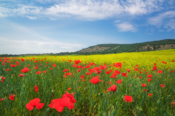 Beautiful colorful landscape with red poppies. Spring meadow.
