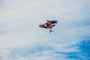 wild bird in andalusia spain
