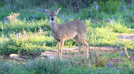 White tailed doe