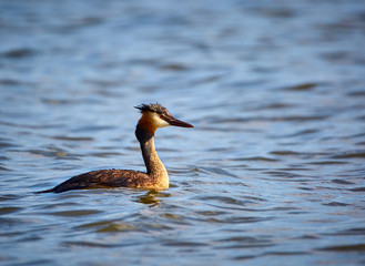 Great crested grebe