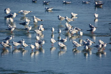 Nursery of water birds on a frozen river