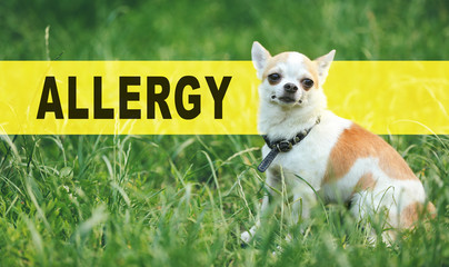 Animal allergy concept. Little dog on grass