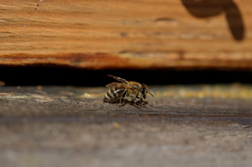 Honey bee in front of the hive