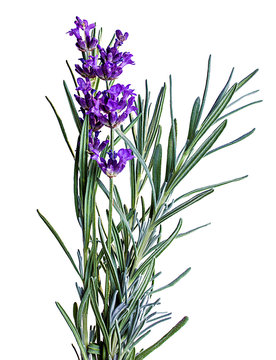 Bunch of lavender flowers on white