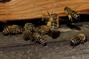 Carniolan honey bees