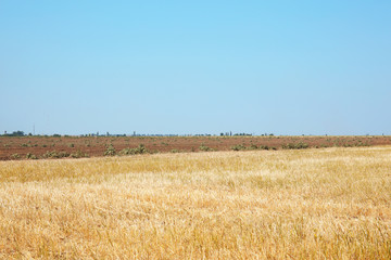 Field in summertime