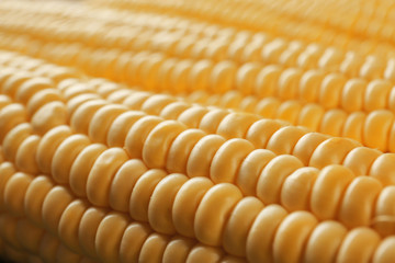 Fresh sweet corn, closeup