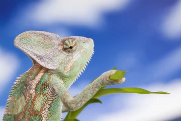 Photo sur Plexiglas Caméléon Sky background, reptile, Chameleon lizard