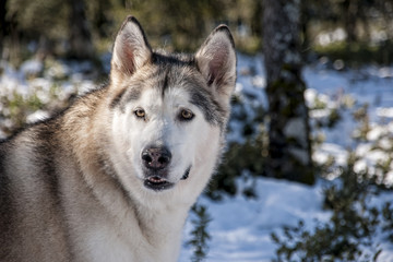 hermoso alaskan malamute en un entorno nevado
