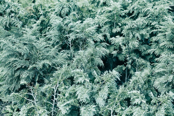 Close up view of young thuja plants in greenhouse