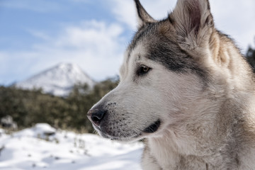 hermoso alaskan malamute en un entorno nevado