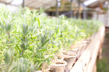 Close up view of plants in greenhouse