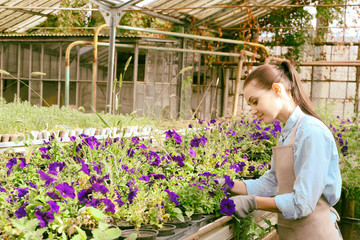 Pretty young gardener looking after petunia flowers in greenhouse