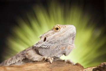 Animal Lizard, Bearded Dragon on mirror background