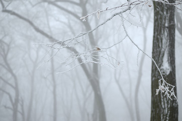 Bare tree branches and twigs covered with ice and snow on a foggy day