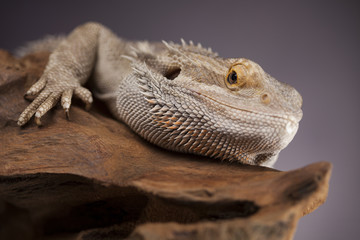 Naklejka premium Agama bearded, pet on black background, reptile
