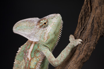 Animal, Chameleon lizard